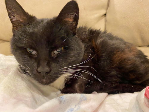 EVE - Offered by Owner - Blind Senior sweetheart