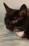 EVE - Offered by Owner - Blind Senior sweetheart