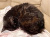 EVE - Offered by Owner - Blind Senior sweetheart