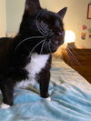 EVE - Offered by Owner - Blind Senior sweetheart