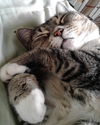 JADE - Offered by Owner - Sweet and Gentle