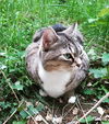JADE - Offered by Owner - Sweet and Gentle