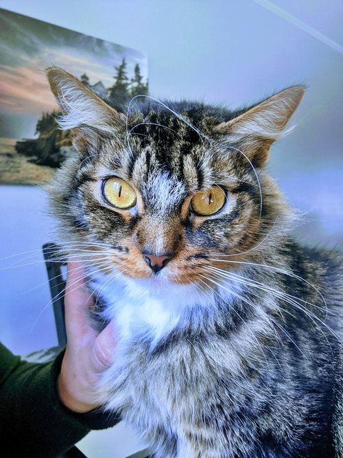 TRIXIE - Offered by Owner - Young adult