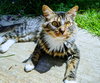 TRIXIE - Offered by Owner - Young adult