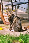 TRIXIE - Offered by Owner - Young adult