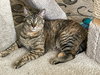 FREYA - Family Friendly Teen