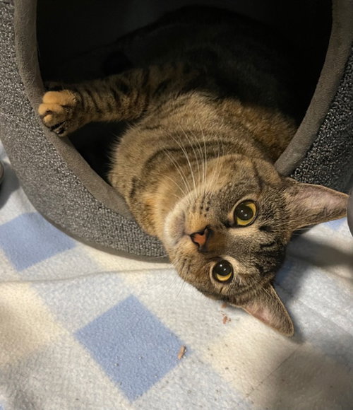 FREYA - Family Friendly Teen