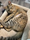 FREYA - Family Friendly Teen