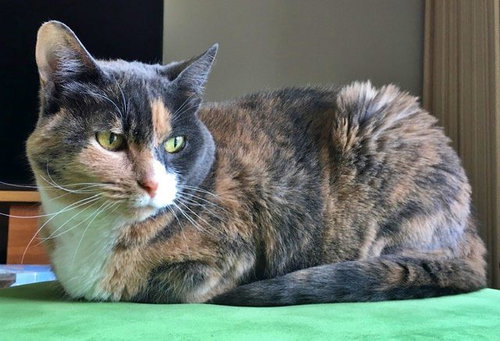 MITZY - Offered by Owner - Snuggly Senior