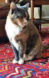 MITZY - Offered by Owner - Snuggly Senior