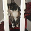 MITZY - Offered by Owner - Snuggly Senior