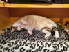 SOOKIE - Offered by owner