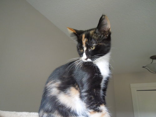 Posie