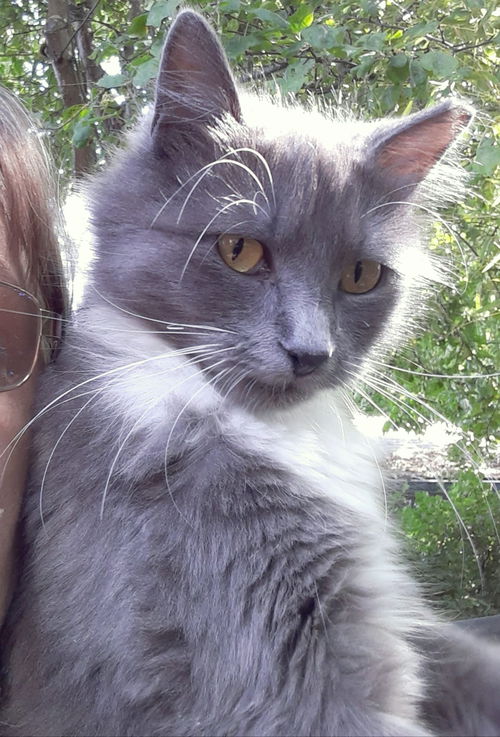 Dolly - Offered by Owner