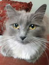 Dolly - Offered by Owner