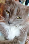 Dolly - Offered by Owner