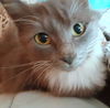 Dolly - Offered by Owner
