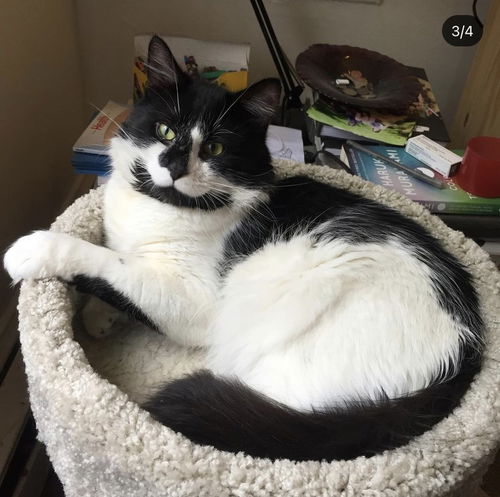 LINUS - Offered by Owner - Young adult