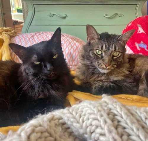 LUNA & LEO - Offered by Owner - Bonded pair