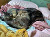 LUNA & LEO - Offered by Owner - Bonded pair