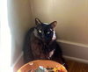 LUNA & LEO - Offered by Owner - Bonded pair
