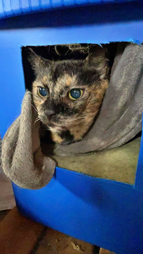 ROXANNE - Offered by Owner - Friendly Senior