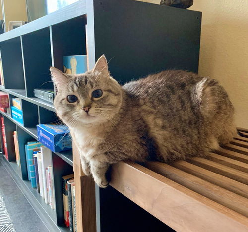 LILY - Offered by Owner