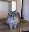 LILY - Offered by Owner