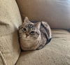 LILY - Offered by Owner