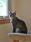 PIPPA - Offered by Owner