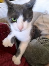 ONE-EYED JACK - Offered by Owner