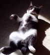 ONE-EYED JACK - Offered by Owner
