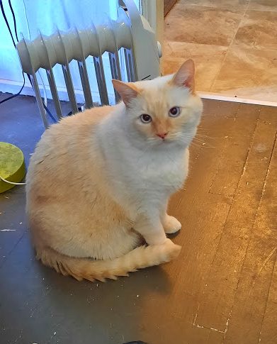 BIANCO- Offered by Owner - Adult Siamese