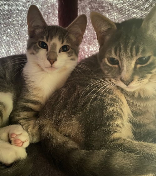 ADDY and IRWIN Super loving pair