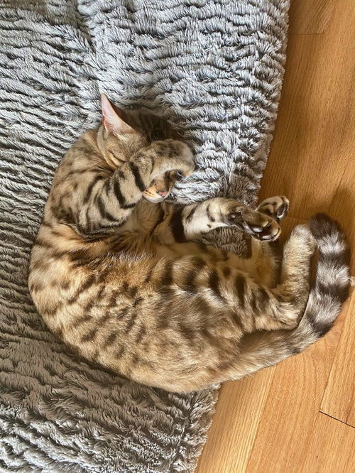TIGER - Offered by Owner - Young Bengal Mix