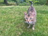 TIGER - Offered by Owner - Young Bengal Mix