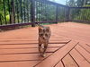 TIGER - Offered by Owner - Young Bengal Mix