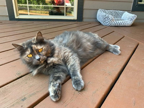 STORMY - Offered by Owner