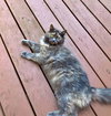 STORMY - Offered by Owner
