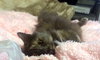 STORMY - Offered by Owner
