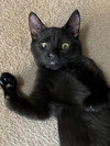 JOEY - Special Needs