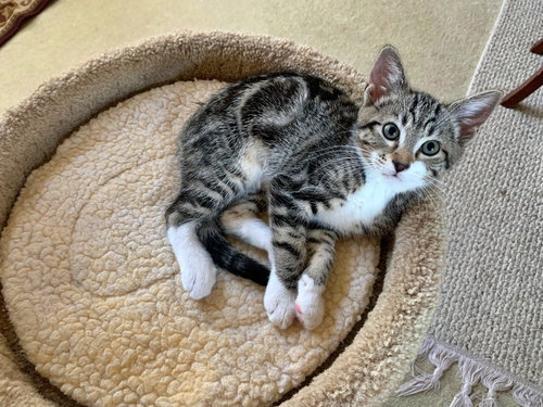 MOLLY - Kitten needs a kitten friend!