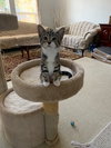 MOLLY - Kitten needs a kitten friend!