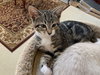 MOLLY - Kitten needs a kitten friend!