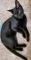 KOJI - young male ready to play!