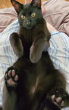 KOJI - young male ready to play!