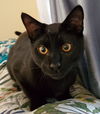 KOJI - young male ready to play!