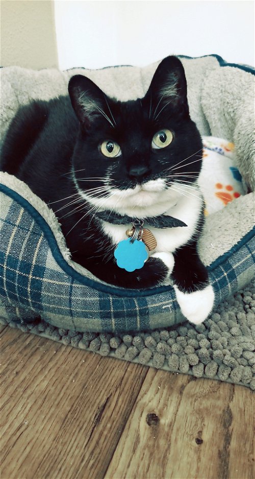 NADIA - Offered by Owner - Family Cat
