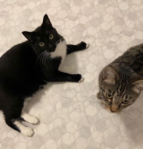 JIMMY & GIGI - Offered by Owner - Bonded