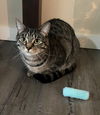 JIMMY & GIGI - Offered by Owner - Bonded